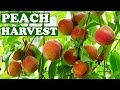 Harvesting Fresh Peaches From Tree - Harvest ...
