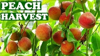 Harvesting Fresh Peaches From Tree - Harvest Peach Fruits When How To Tell Fruit Is Ripe Ready Video