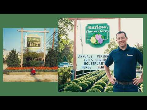 Barlow's 40th Anniversary (Part 2)