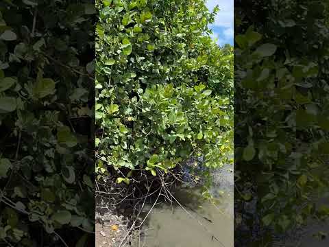 FARTURA DE ÁGUA NO MUNICÍPIO DE SENADOR SÁ-CE. 