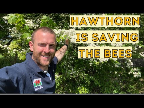 , title : 'Hawthorn Tree is saving the Bees!! Hawthorn Honey!'