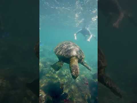 Galapagos Sea Turtle in Kicker Rock (San Cristobal Island)