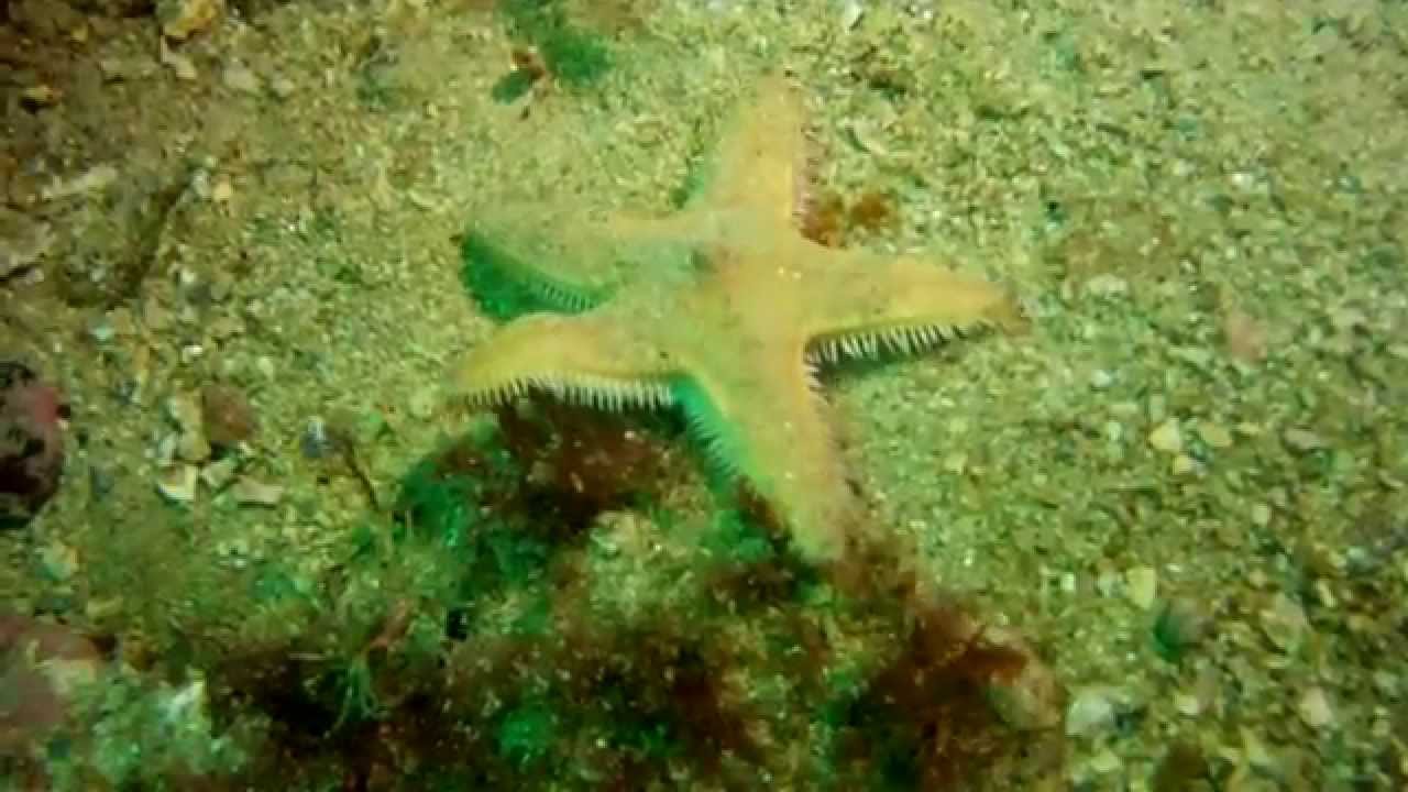 ¿Cómo se desplazan las estrellas de mar