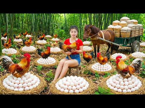 ¡Cosecha Récord de Miles de Huevos y Pollos! Vendo Todo y Compro un Batallón de Pollitos