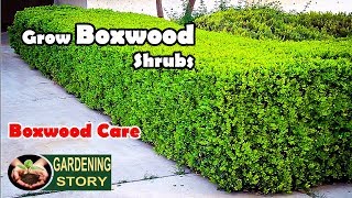 How To Grow Boxwood Shrubs | Boxwood Care