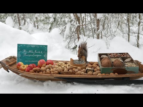 The Traveling Bird Feeder   Relax With Squirrels & Birds  1 Hour