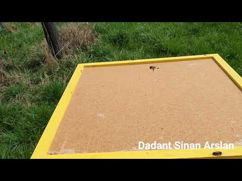 Dadant Sinan Arslan buz gibi Havadan sonra kontrolü