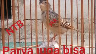 Download lagu Suara Branjangan Branjangan Gacor NTB Parva Juga bisa mp3