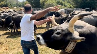 💥Brutal bravura de los mozos Campurrianos💥