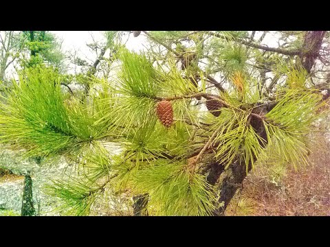 Pitch Pine montane habitat and Bear Oak