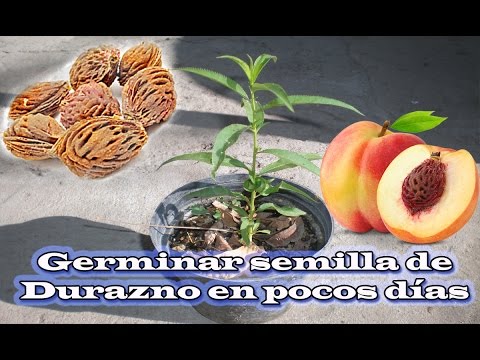 download lagu mp3 mp4 Como Sembrar Pelones, download lagu Como Sembrar Pelones gratis, unduh video klip Como Sembrar Pelones