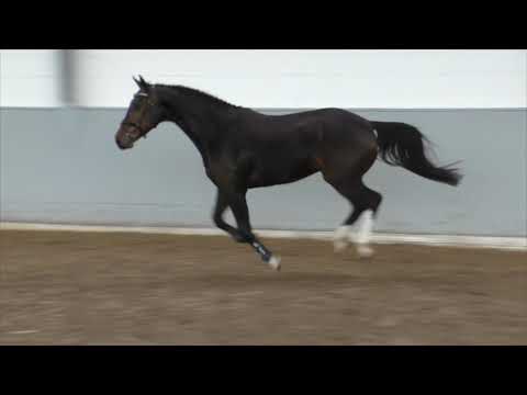 Hof Brüning - Apollo Creed v. Actionbreaker - Contendro I, Wallach, geb. 2016