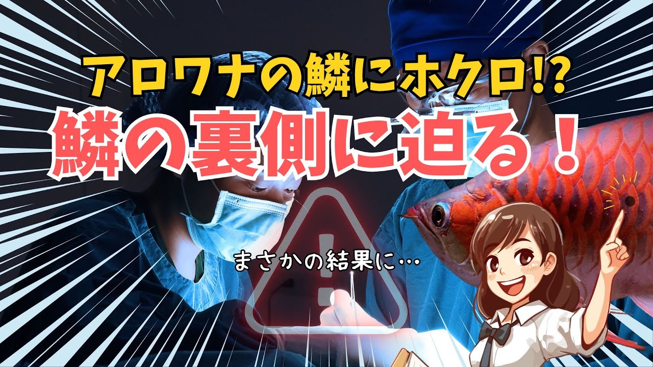 アロワナの鱗に黒いホクロ？驚きの結果に…鱗の裏側に迫る！
