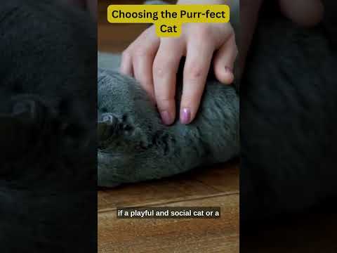 Feline Forever Homes A Guide to Finding Your Purr fect Match