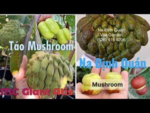 Vlog#78: Atis Gigante