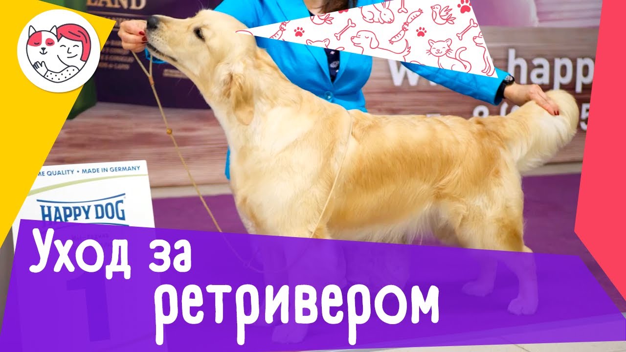 5 особенностей ухода за золотистым ретривером