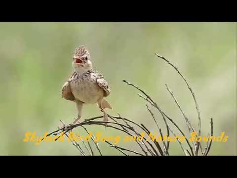 Skylark Bird Song and Nature Sounds