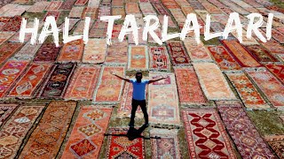 Sanal Medyanın Meşhur Halıları- Döşemealtı Halı Tarlaları