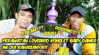 Download lagu LOVEBIRD KONSLET? | BONGKAR PERAWATAN & PAKAN RAHASIA LOVEBIRD DAMER mp3