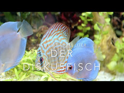 Important information about discus fish - Successful discus keeping - What you should know