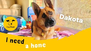 Dakota the gorgeous German Shepherd | Dogs Trust Basildon