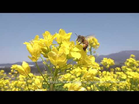 ナノハナ畑のミツバチ