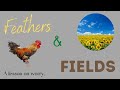 Feathers and Fields