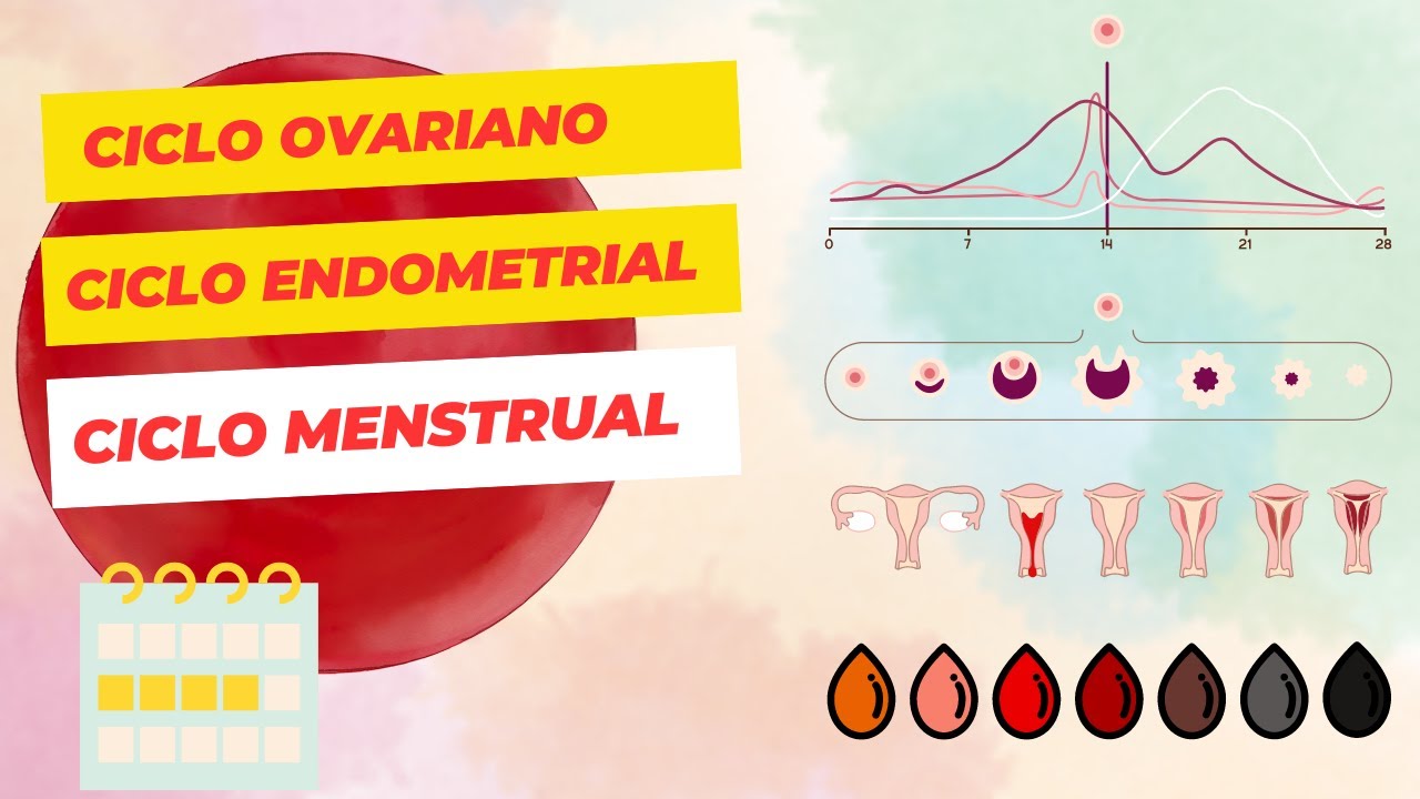 Ciclos Reprodutivos Femininos: Ciclos Menstrual, Endometrial e Ovariano