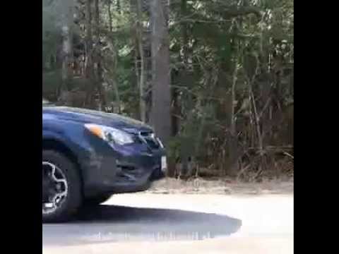 Dachshund Cops Robbers Compilation