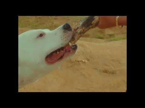 Nikky Santoro - Reisender (prod. by Motion030)