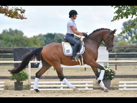 Gelding by Fahrenheit x Royal Blend, *2014