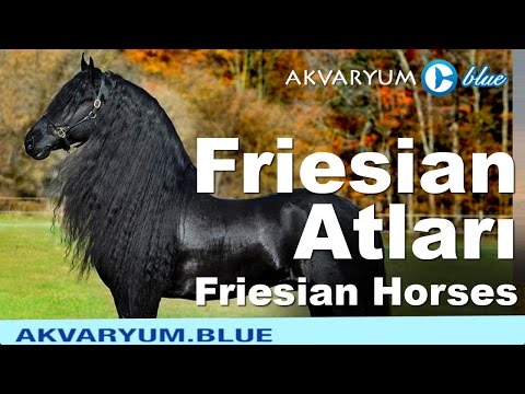 , title : 'Friesian Atları - Friesian Horses'