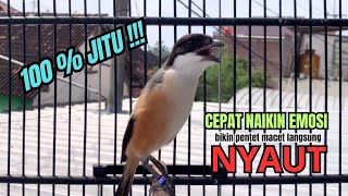 Download lagu burung cendet gacor EMOSI MEWAH buat PANCINGAN CENDET AGAR BUNYI bikin BURUNG PENTET GACOR NYAUT mp3