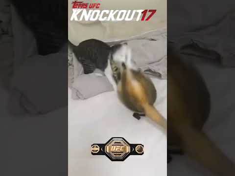 MMA среди котов: Лучшие моменты. Драка котов под комментарии UFC.