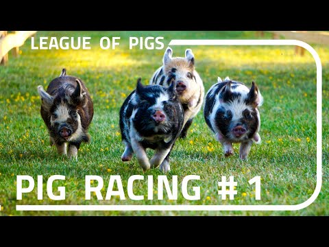 League of Pigs - First ever races!