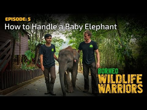 How to Handle a Baby Elephant | Borneo Wildlife Warriors | S01E05 | [UHD/4K] | SZtv