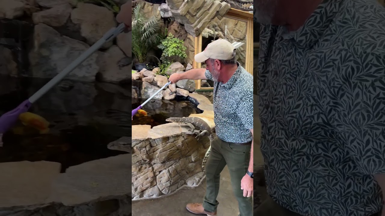 Doing a demo with one of my monitor friends here 🦎