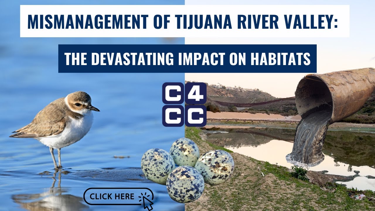 Mismanagement of Tijuana River Valley: The Devastating Impact on Habitats (Snowy Plovers)
