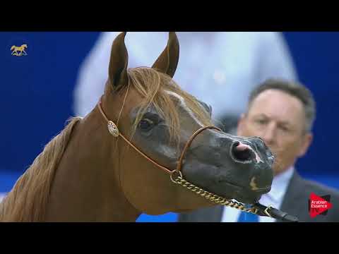 N 95 DELIGHTS DIVAH RB   Dubai 2019   Mares in age 7 9 years old