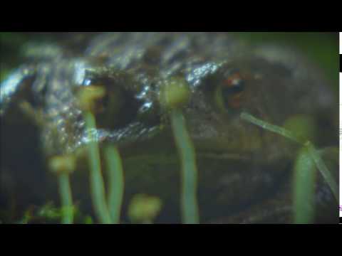 Sielmanns heimische Tiere - Die Erdkröte