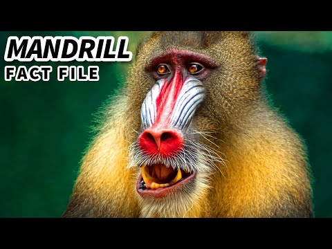 Mandrill Facts: NOT a BABOON 🐒 Animal Fact Files