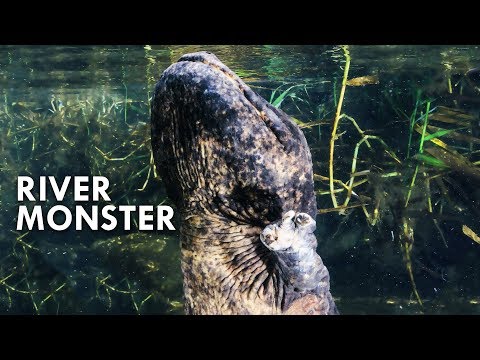 Giant Salamanders: The River Dragon