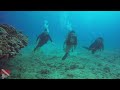 Two reef sharks resting under a ledge at Horseshoe Reef in Honolulu