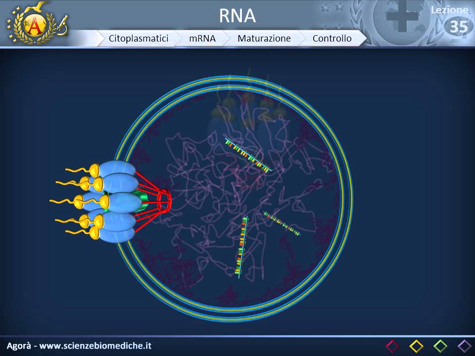 RNA - Citoplasmatici - mRNA, tRNA, rRNA