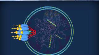 RNA - Citoplasmatici - mRNA, tRNA, rRNA