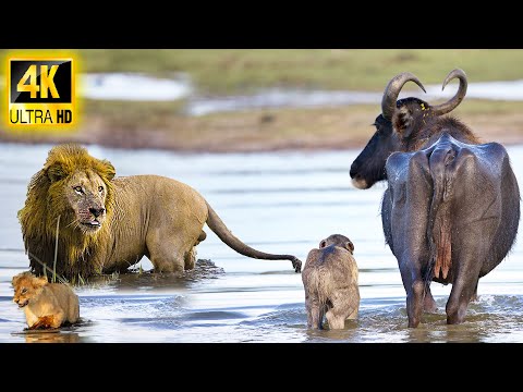 4K African Wildlife: The Super Beautiful Moment of Hwange National Park With Real Sounds in 4K Video
