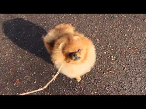 006+ Люксу 7 мес и неделя