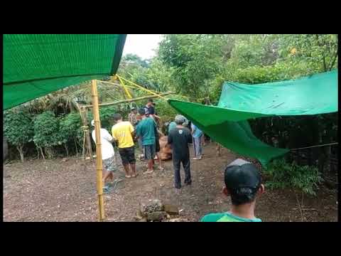 penyembelihan hewan qurban pondok agung