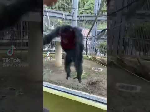 緊急の危機に瀕した最も珍しい大型類人猿