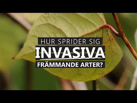 Hur sprider sig invasiva arter?